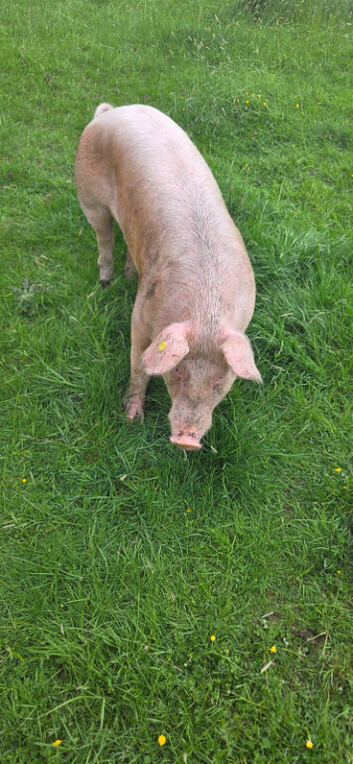 3x pigs for new homes