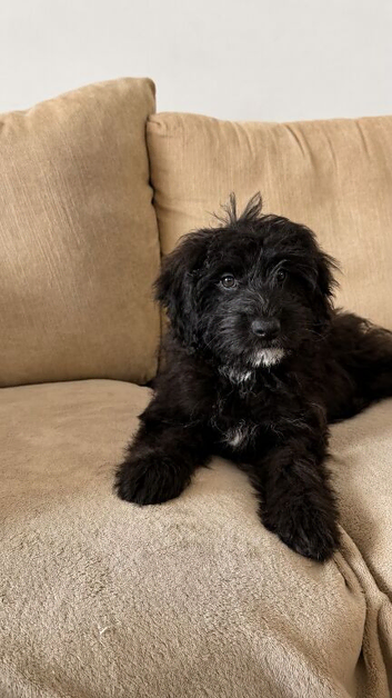Aussiedoodle F1 Health Tested Parents