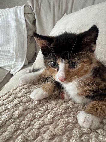 Adorable well socialized kittens