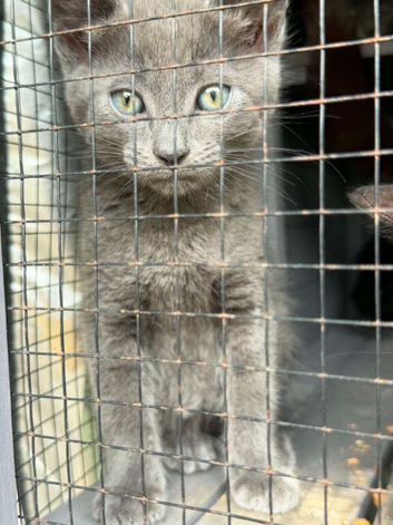 READY TO GO KITTENS