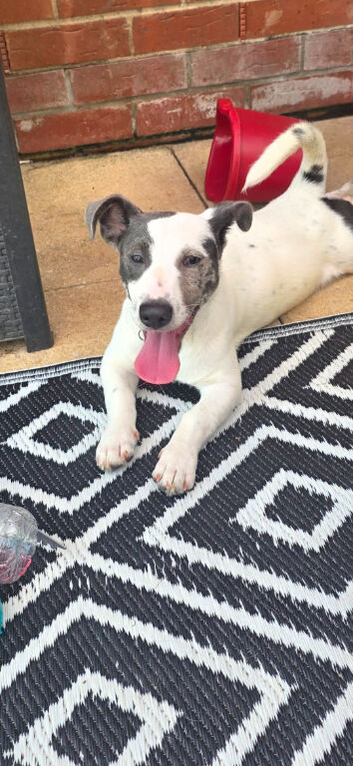 Jack russell