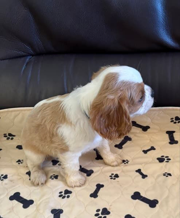 Pure Bred Cavalier King Charles Spaniels