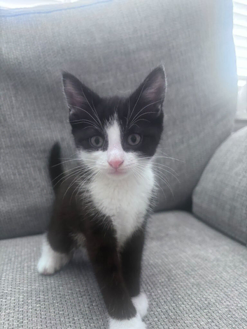 Kittens