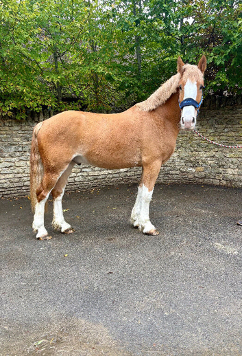 Stunning 16h chestnut cob gelding 4 yrs old