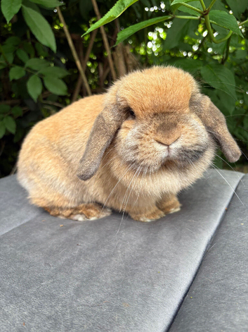 Mini lop adult female