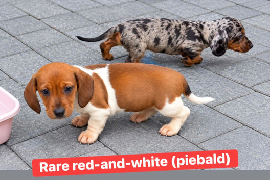 Dachshund puppies ready now