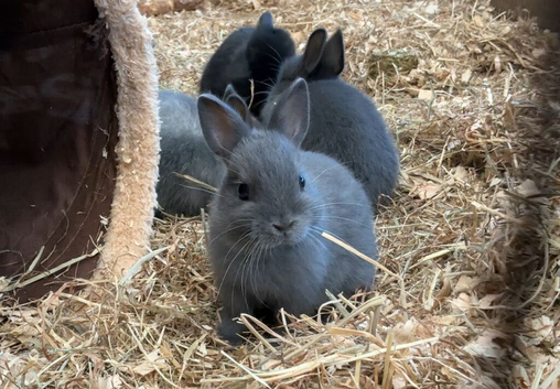 Netherlands dwarf baby bunnies ready soon