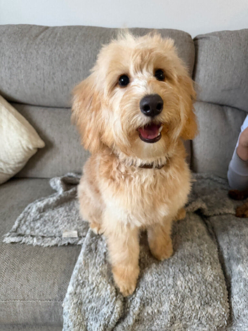 looking to rehome my cockapoo