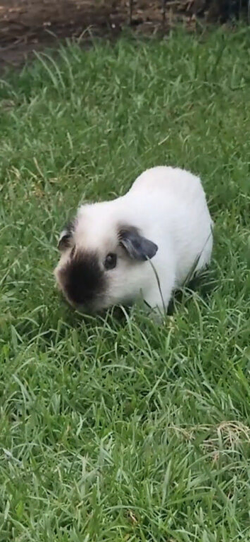 Shyguy &ndash; Californian Guinea Pig Looking for a Loving Home