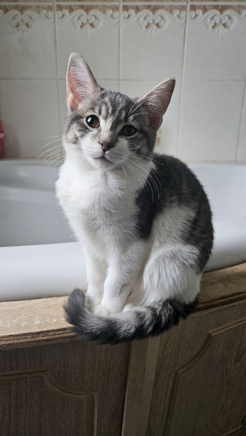 3 beautiful tabby kittens for sale