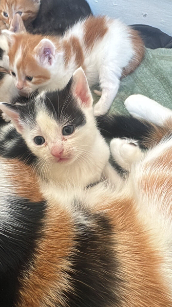 Last Kitten For Sale - Ready Soon