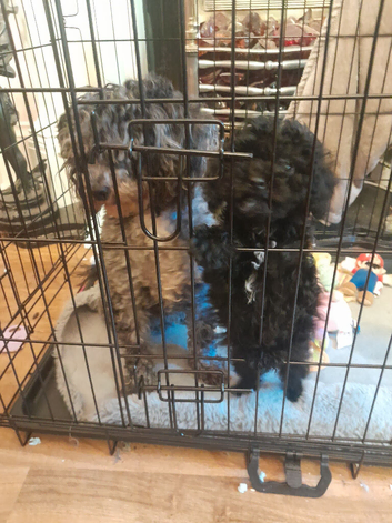 Baby Boy Miniature Poodle