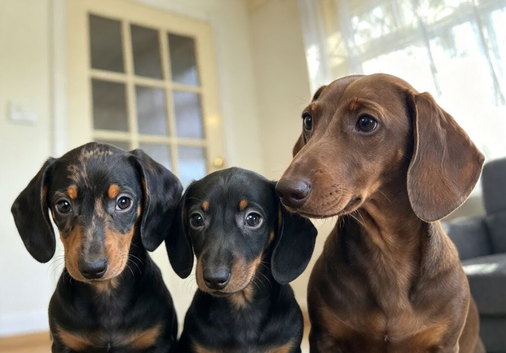 Dashounds