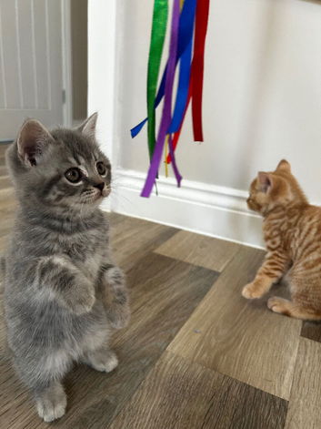 **READY NOW**Pedigree British Shorthair kittens