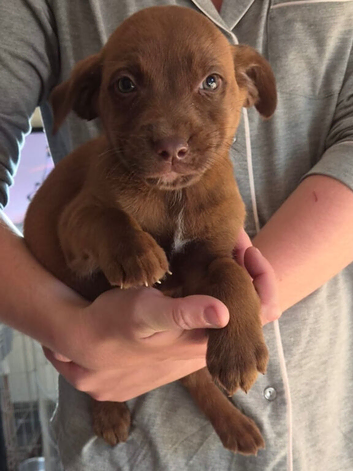 Staff x lab puppies 2 girls left ready to go