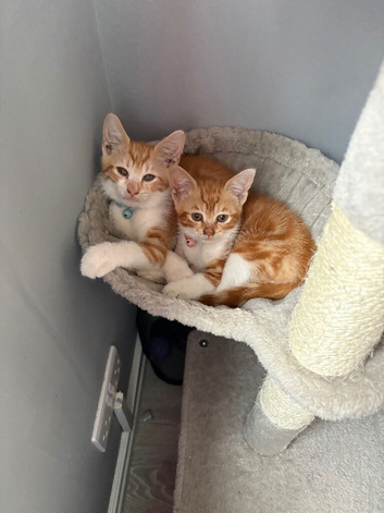 Two 12 week old kittens