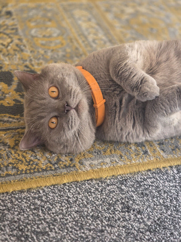 British shorthaired pure breed GCCF active