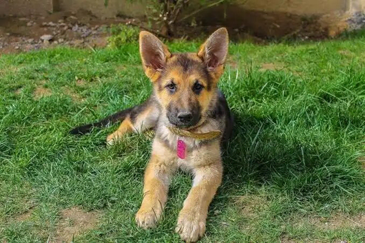 German Shepherd