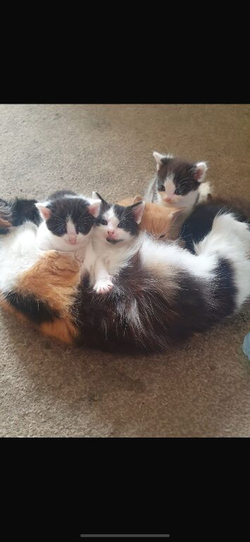 Male kittens for sale