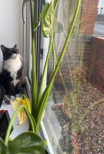 Beautiful long haired boy cat