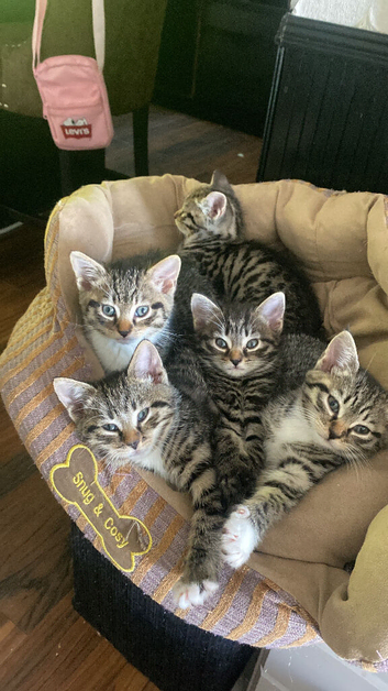 Half Egyptian Mau kittens