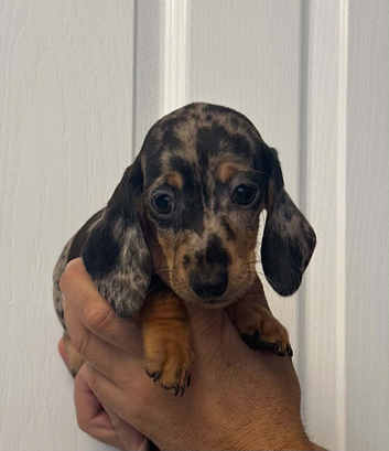 Miniature dachshund