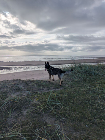 Sable GSD 18month male