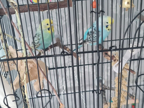 12 week old female budgies x2