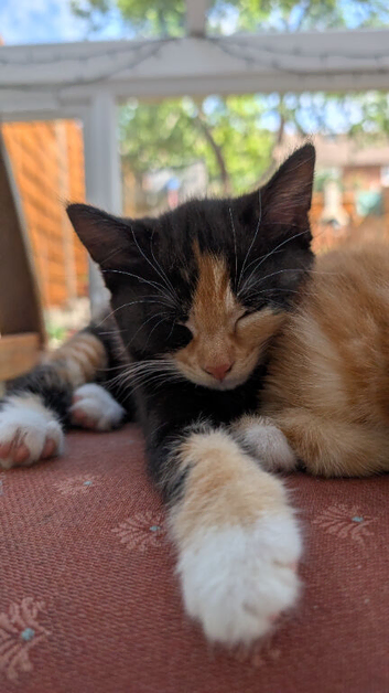 Beautiful loving kittens looking for forever homes