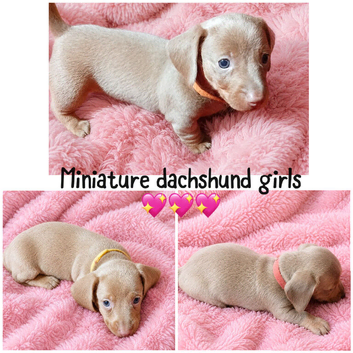 Miniature dachshunds health clear