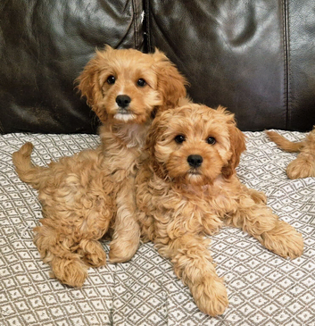 Cuddly Cavapoos