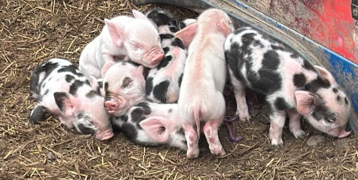 Full breed kunekune piglets