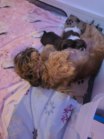 Shihtzu lhasapso cross pupppies