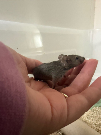 Baby pet fancy mice ready now