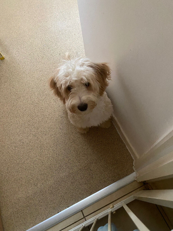 Cockapoo for sale