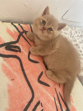 Fawn British Shorthairs