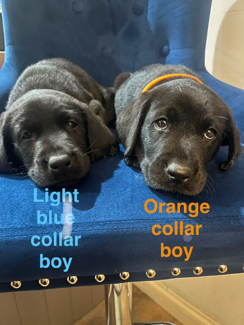 Stunning Working Line Labrador Puppies