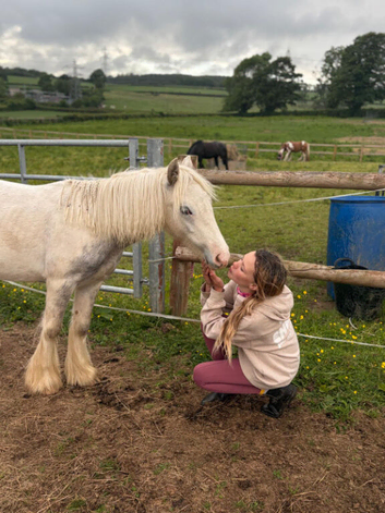 Grey Cob filly to make 13.3