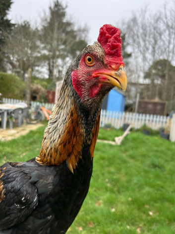 Shamo cock bird for sale