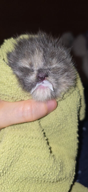 Beautiful maine coon kitten