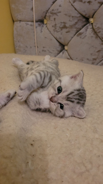 British shorthair