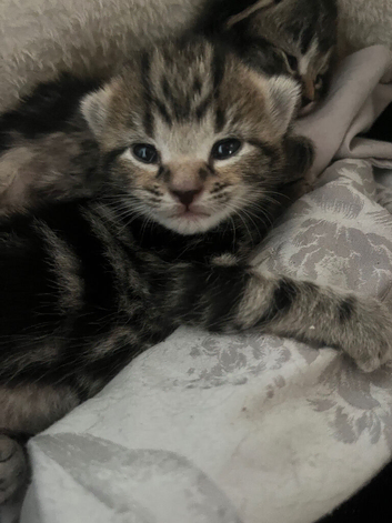 Stunning Bengal X Bombay kittens