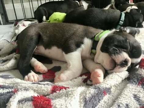 BEAUTIFUL LITTER OF 5 BOSTON TERRIERS( ALL RESERVED)