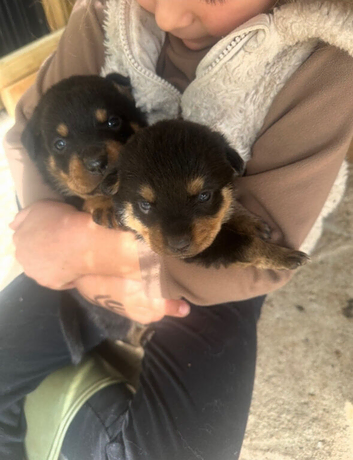 Rottweiler puppies