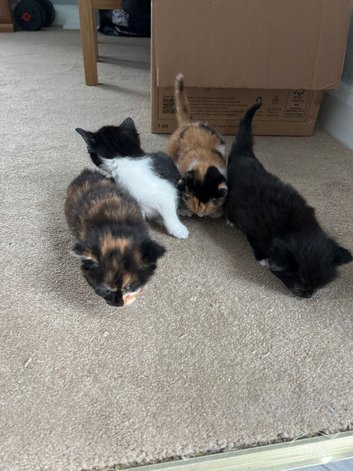 Kittens for sale
