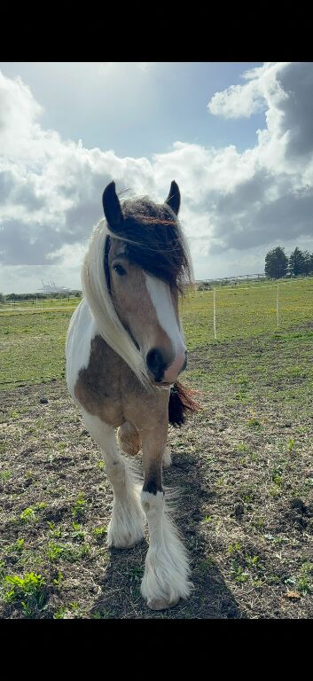 Fully backed 4.5 year old mare