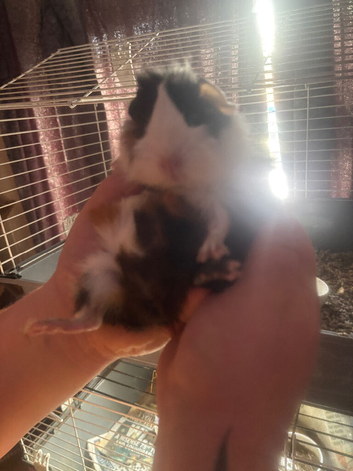 Baby guinea pigs