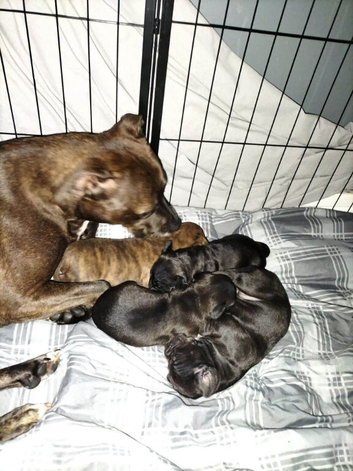 Staffy cross pups