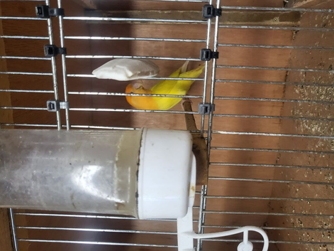 Love birds for sale