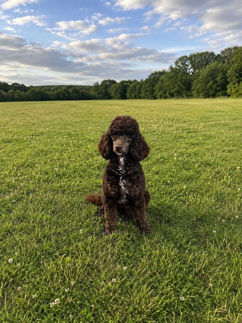 Gorgeous Female Poodle